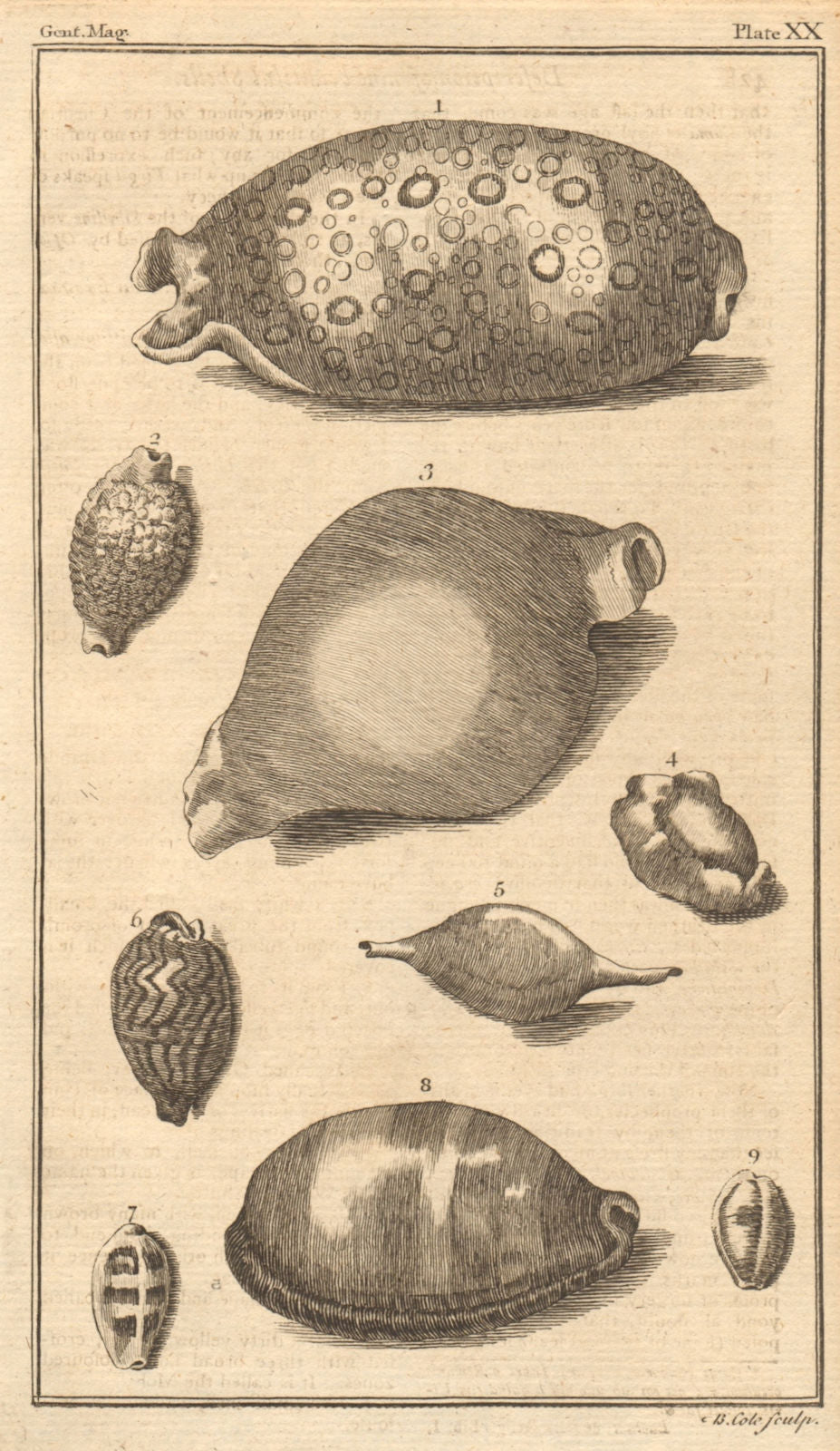 Plate XX. Seashells. Cowry / Cyproea. Dipper / Bulla. Molluscs 1759 old print